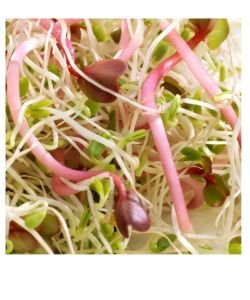 Seeds germinate - Alfa / clover / radish (formerly Anti-Age) BIO, 150 g